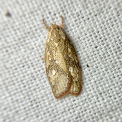 Euchaetis metallota