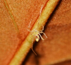 Thwaitesia nigronodosa
