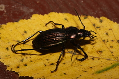 Carabus ulrichii