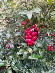 Nandina domestica