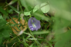 Clitoria ternatea