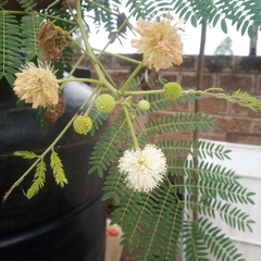 Leucaena leucocephala