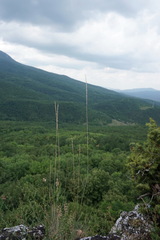 Pseudoroegneria strigosa