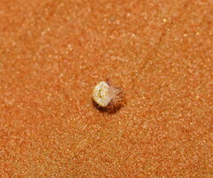 Poecilopachys australasia