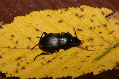 Abax carinatus