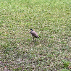Vanellus miles novaehollandiae