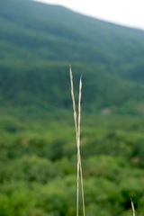 Pseudoroegneria strigosa