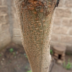 Leucaena leucocephala