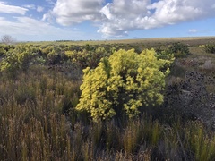 Leucadendron xanthoconus