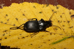 Abax carinatus