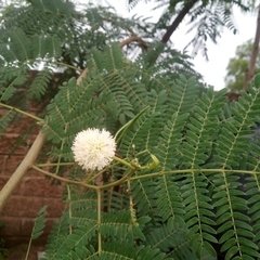 Leucaena leucocephala