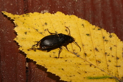 Abax carinatus