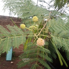 Leucaena leucocephala