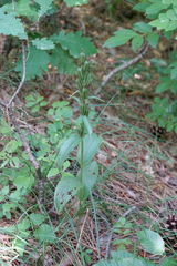 Cephalanthera damasonium
