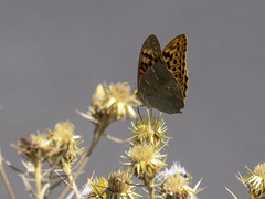 Argynnis pandora
