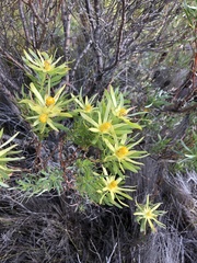Leucadendron xanthoconus