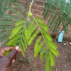 Leucaena leucocephala