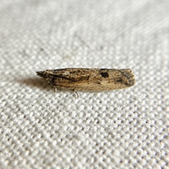 Strepsicrates semicanella