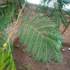 Leucaena leucocephala