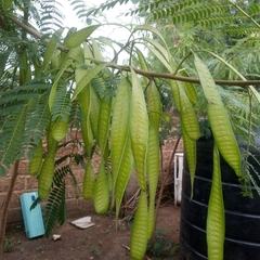 Leucaena leucocephala