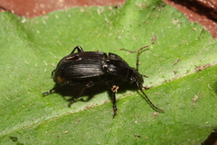 Abax carinatus