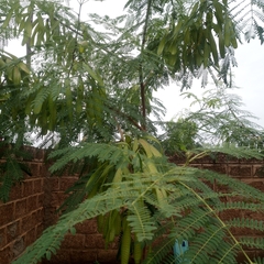 Leucaena leucocephala