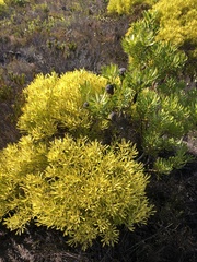 Leucadendron platyspermum