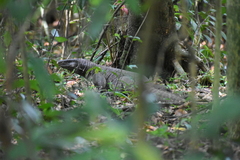 Varanus bengalensis