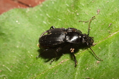 Abax carinatus