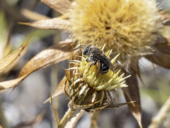 Tetraloniella hohmanni