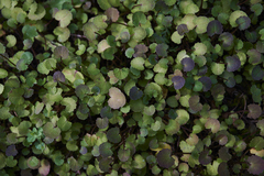 Centella uniflora