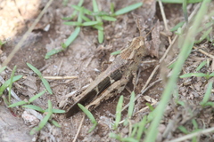 Aiolopus strepens