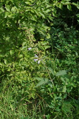 Salvia tomentosa
