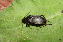 Abax carinatus