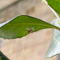 Theridion pyramidale