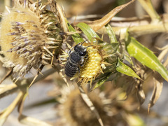 Megachile canariensis