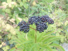 Sambucus ebulus