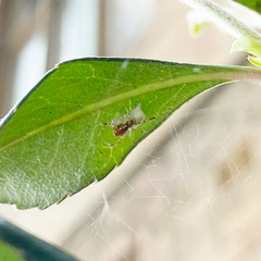 Theridion pyramidale