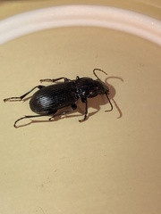 Pterostichus melanarius