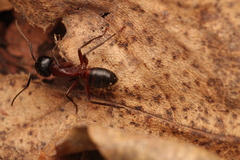 Camponotus ligniperda