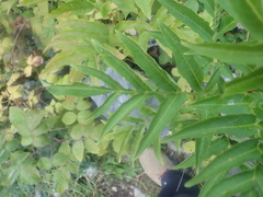 Sambucus ebulus