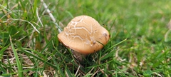 Agrocybe praecox