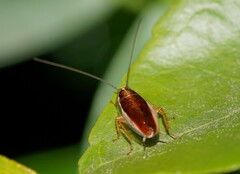 Pseudophyllodromiinae