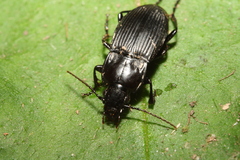 Abax carinatus