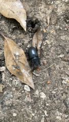 Dorcus parallelipipedus