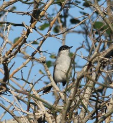 Polioptila nigriceps