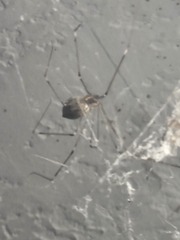 Crossopriza lyoni