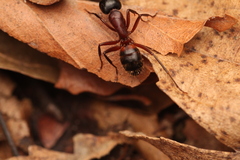 Camponotus ligniperda