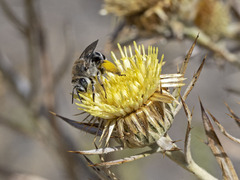 Tetraloniella hohmanni