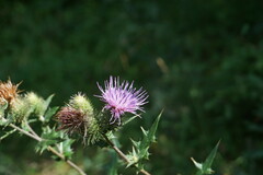 Cirsium